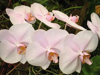 orchid