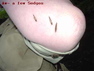 sedge