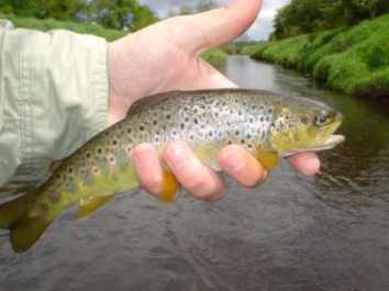 aa
