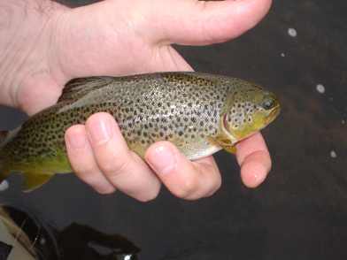 aa