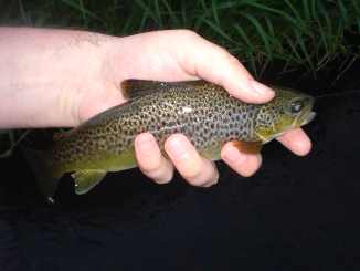 aa