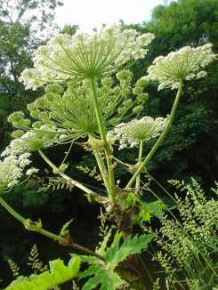 HOG WEED