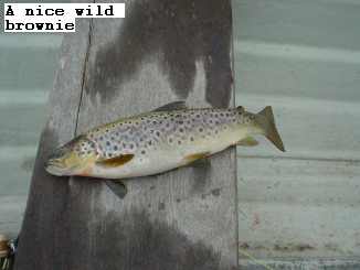 aa
