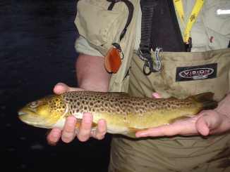 aa