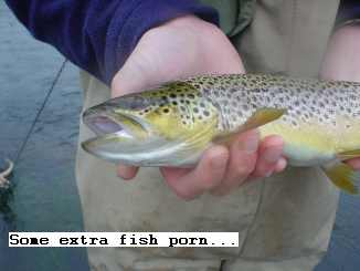 extra fish porn
