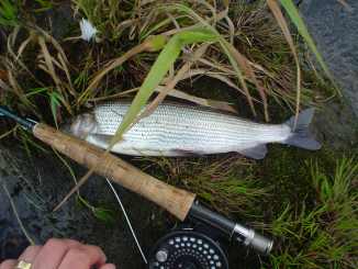 grayling