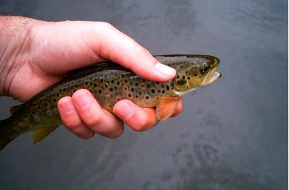 lovely trout!!