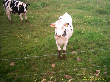 cow