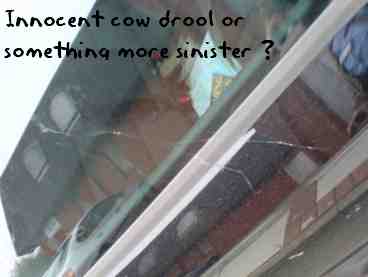 cow drool cow drool