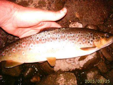 Lovely big trout