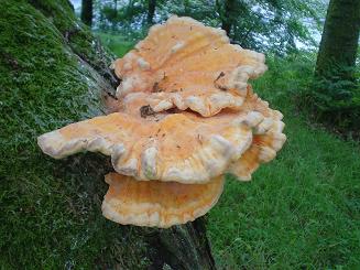 mushroom