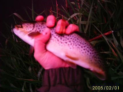 lovely fish