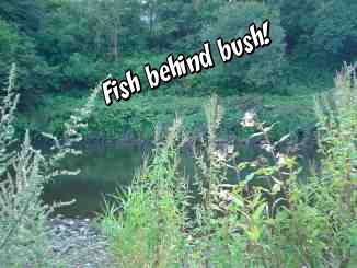 bush